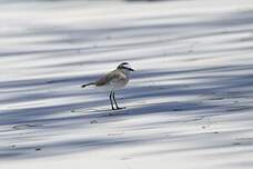 Gravelot à front blanc