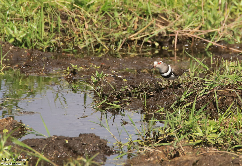 Three-banded Ploveradult