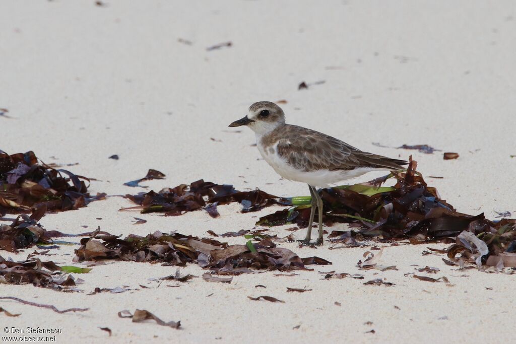 Greater Sand Ploveradult post breeding, walking