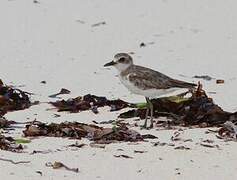 Greater Sand Plover