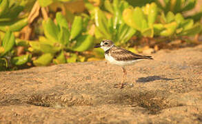 Wilson's Plover