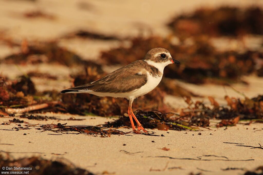 Semipalmated Ploveradult breeding