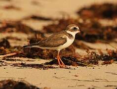 Semipalmated Plover