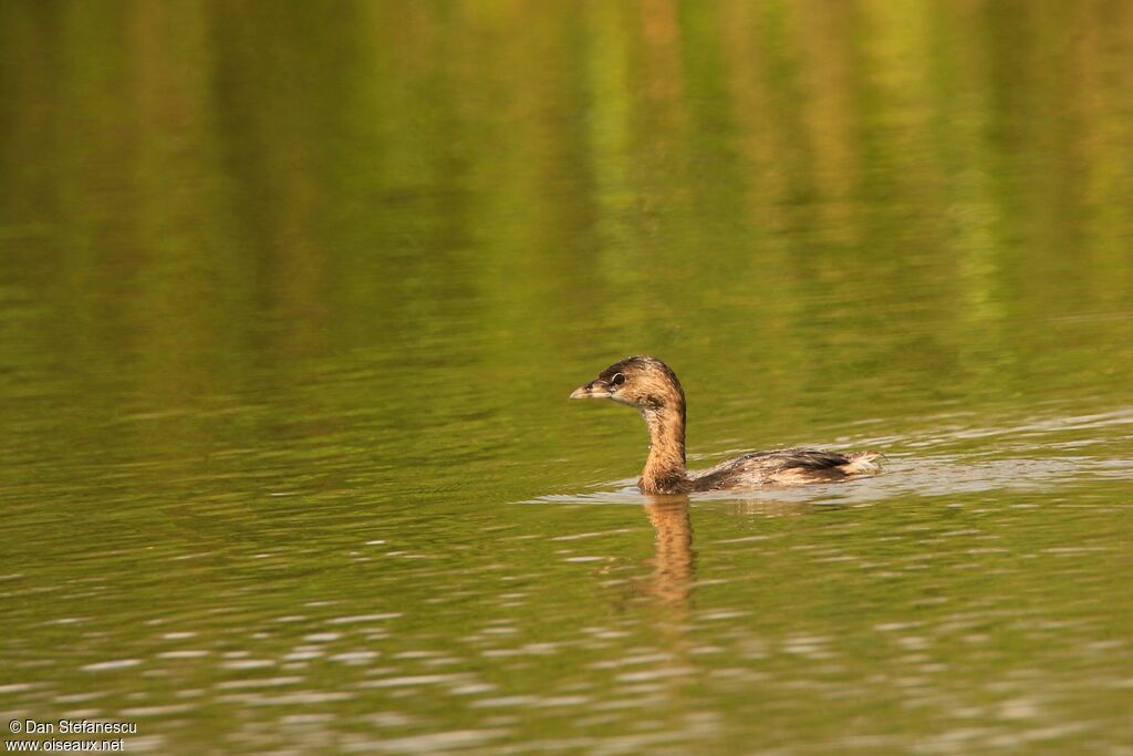 Pied-billed Grebeadult post breeding