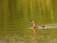 Pied-billed Grebe