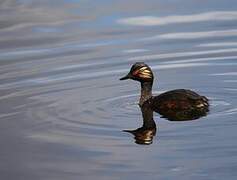 Black-necked Grebe