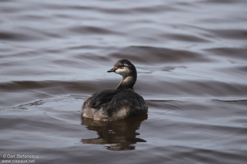 Black-necked Grebeimmature, swimming