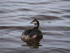 Black-necked Grebe