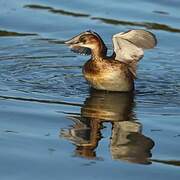 Little Grebe