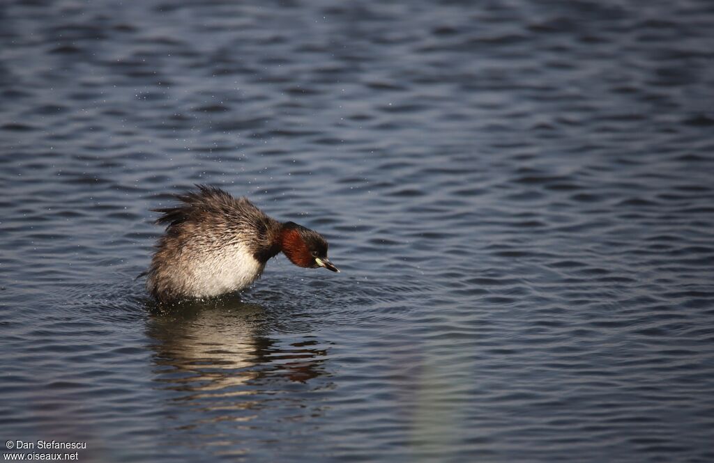 Little Grebeadult breeding, swimming