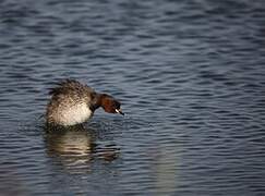 Little Grebe