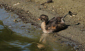 Little Grebe