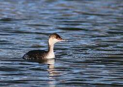 Horned Grebe