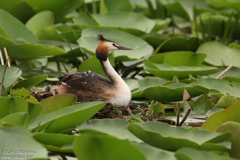 Great Crested Grebe female adult breeding, Reproduction-nesting