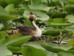 Great Crested Grebe