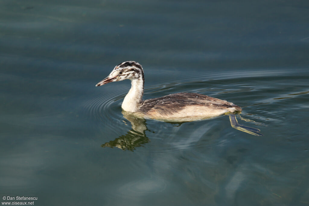 Grèbe huppéimmature, nage