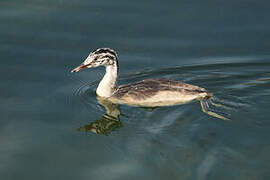 Great Crested Grebe