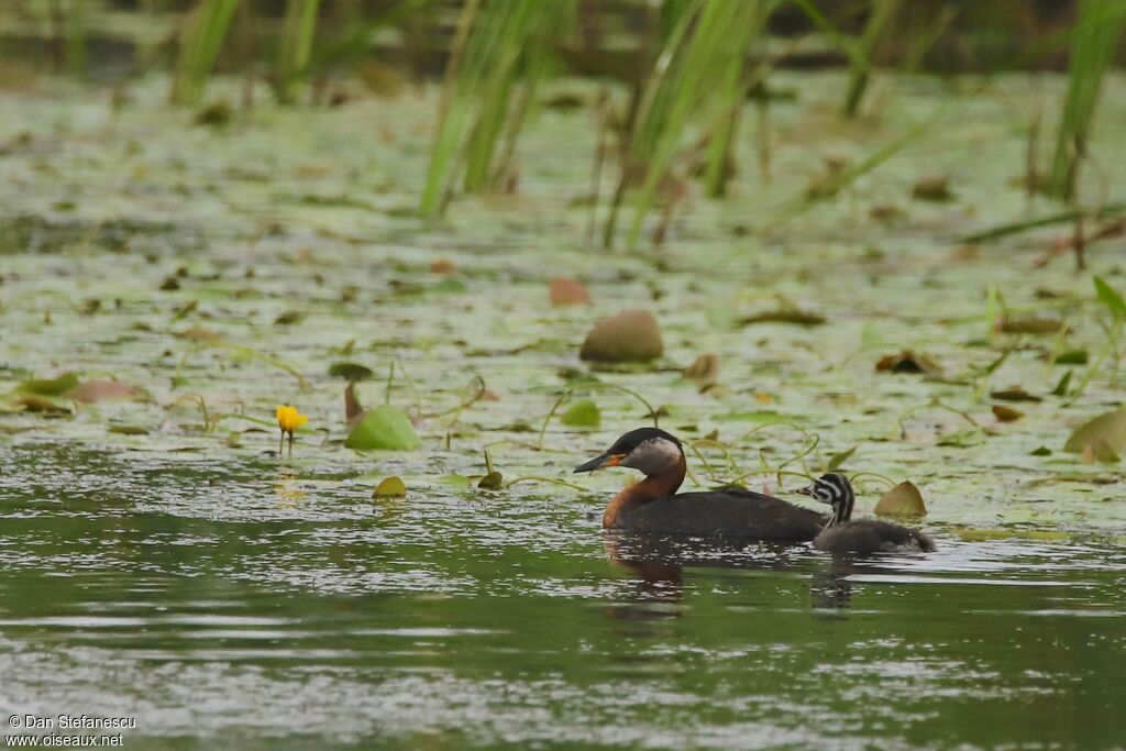 Red-necked Grebeadult, swimming