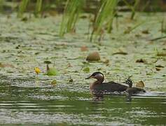 Red-necked Grebe