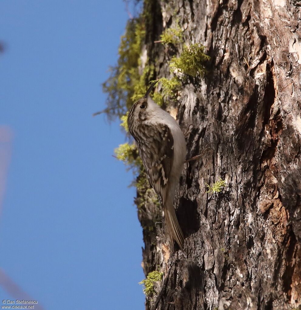 Eurasian Treecreeperadult