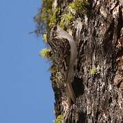 Eurasian Treecreeper