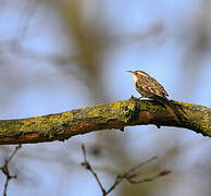 Short-toed Treecreeper