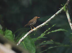 Forest Thrush