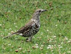 Mistle Thrush