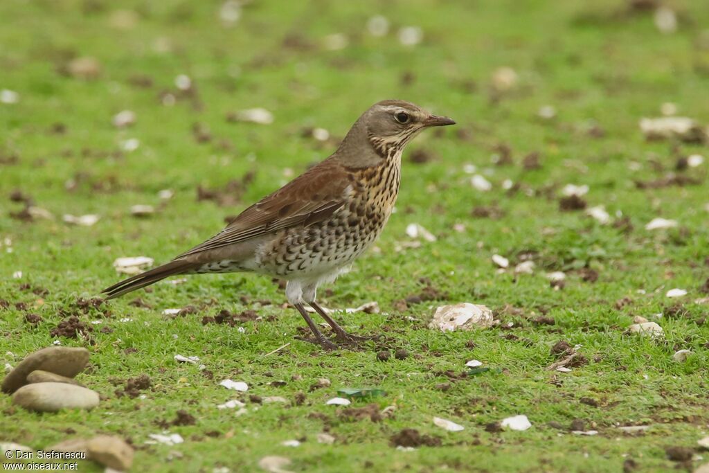 Fieldfare