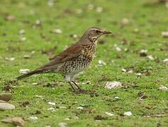 Fieldfare