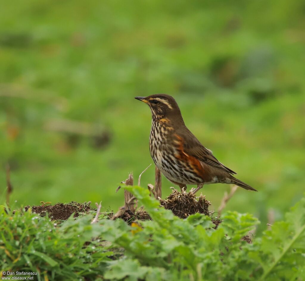 Redwingadult, walking