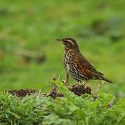 Redwing