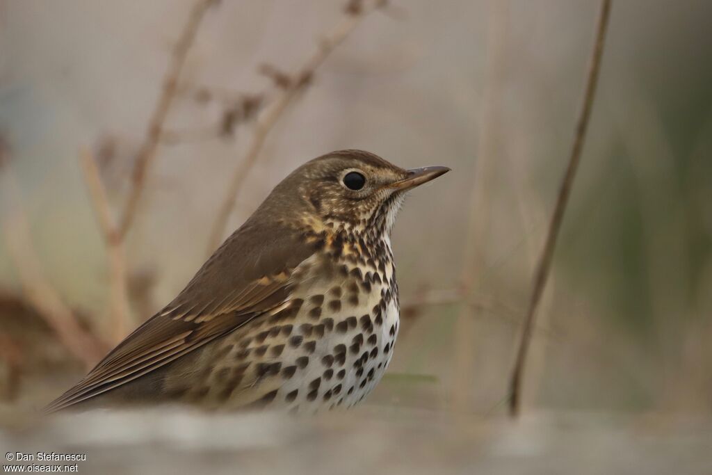 Song Thrush