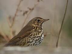 Song Thrush