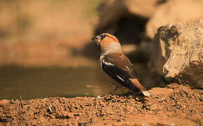 Hawfinch