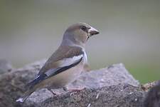 Grosbec casse-noyaux