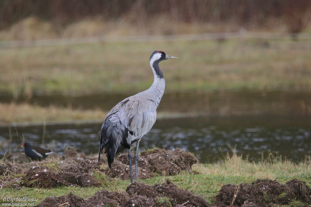 Common Craneadult, walking