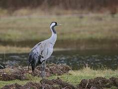 Common Crane