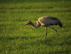 Common Crane