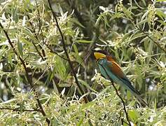 European Bee-eater