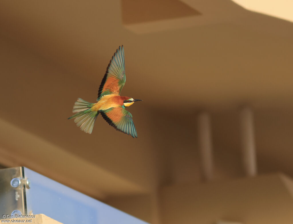 European Bee-eateradult, Flight