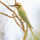Guêpier de Madagascar