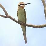 Guêpier de Madagascar