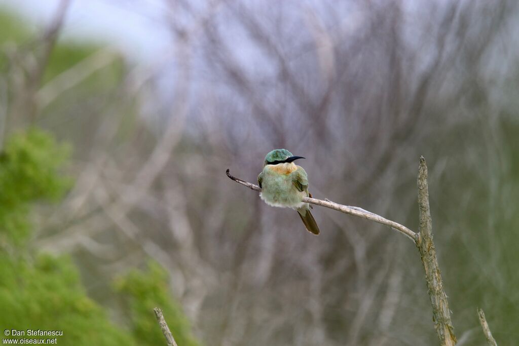 Blue-cheeked Bee-eater