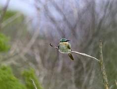 Blue-cheeked Bee-eater