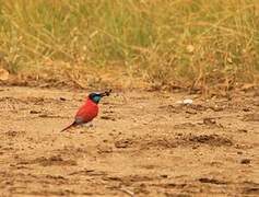 Northern Carmine Bee-eater