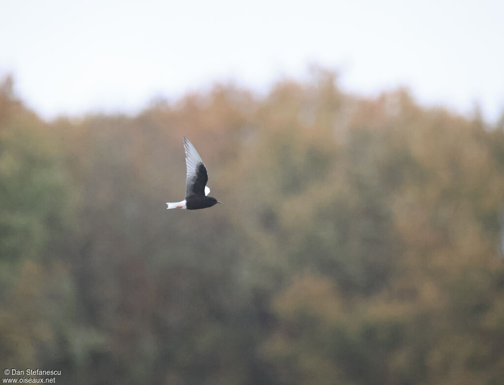 Guifette leucoptère