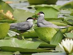 Whiskered Tern