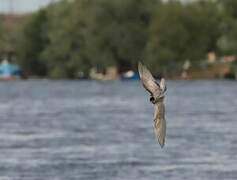 Whiskered Tern