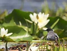 Black Tern